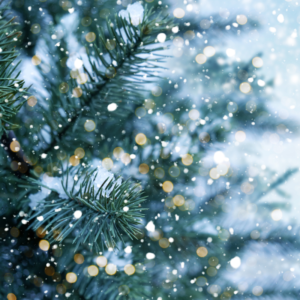 up close shot of pine branches with snow falling around it