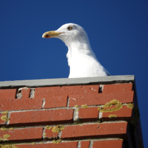 a seagull on top of a masonry chimney